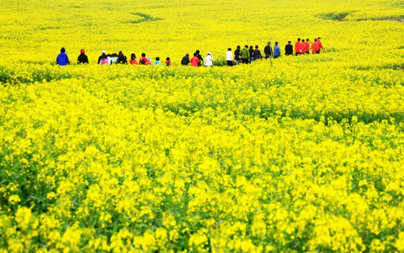 Hoa cải vàng rực rỡ