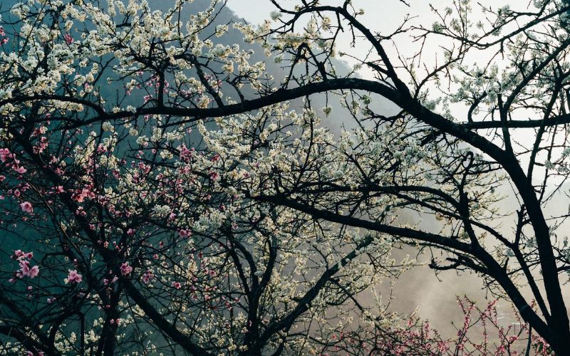 Mận trắng tinh khôi